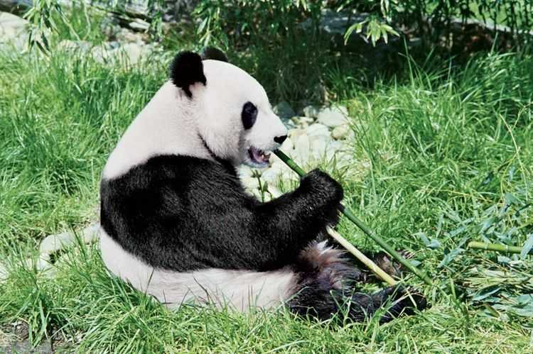 Panda: el animal adorable de China