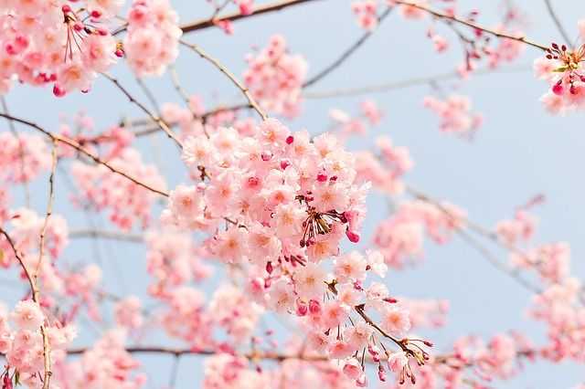festivales de primavera florales en corea y mexico