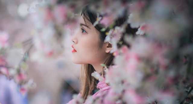 Hanami: La tradición de admirar sakuras en Japón