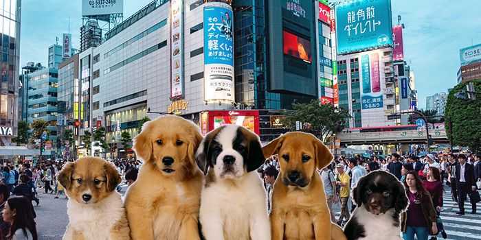 5 películas asiáticas de perritos que te robarán el corazón