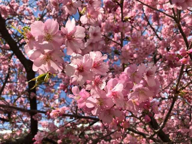 La época de floración del sakura podría empezar antes de lo esperado