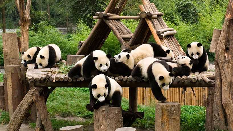 Chengdu: la ciudad china de los pandas