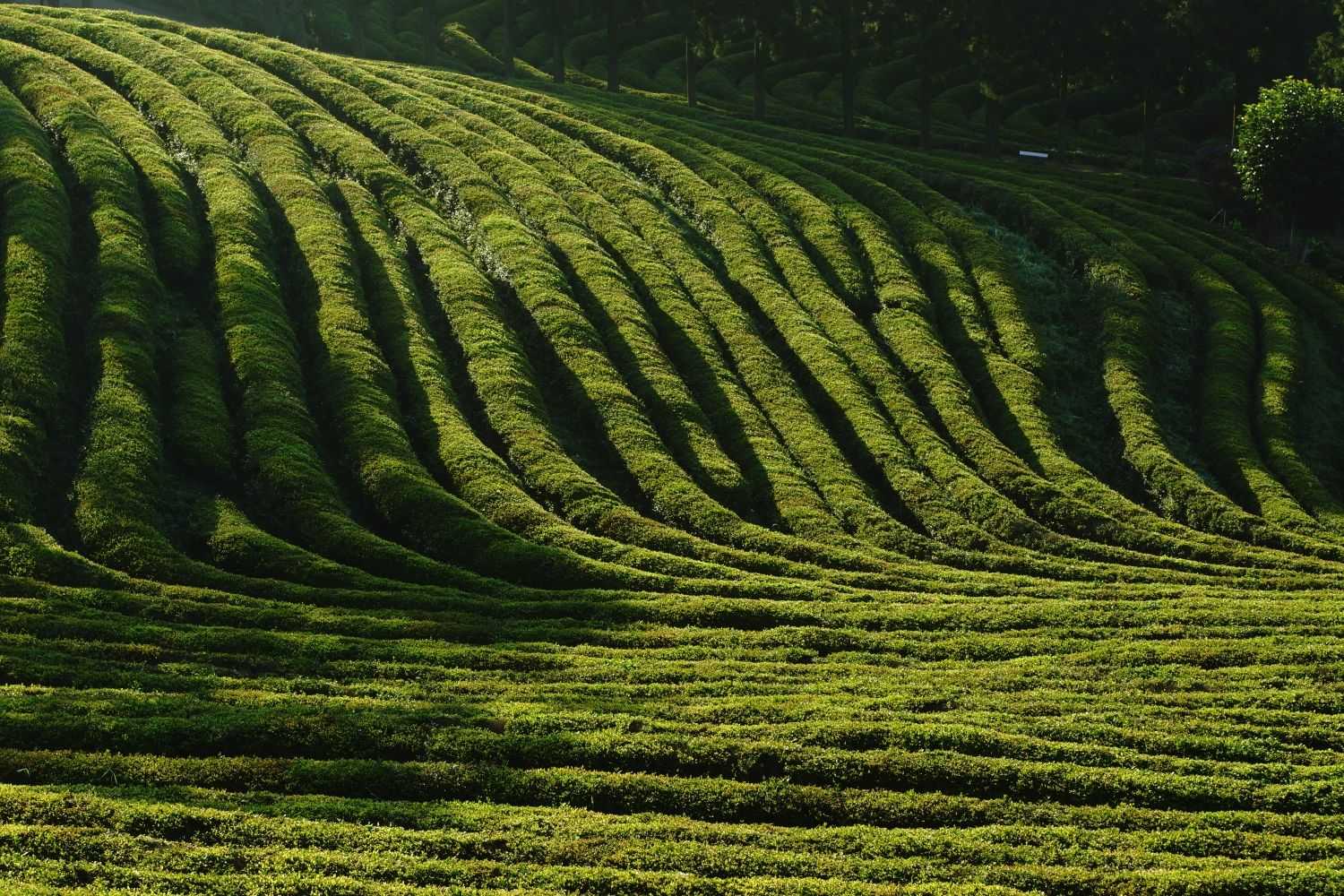 Daehan Dawon: la famosa plantación de té verde en Corea