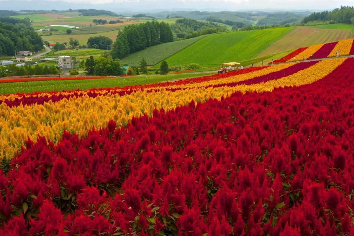 6 campos de flores que debes visitar en Hokkaido, Japón