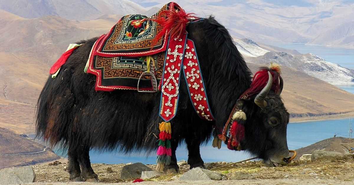 Carreras de yaks: un deporte peculiar de Asia Central