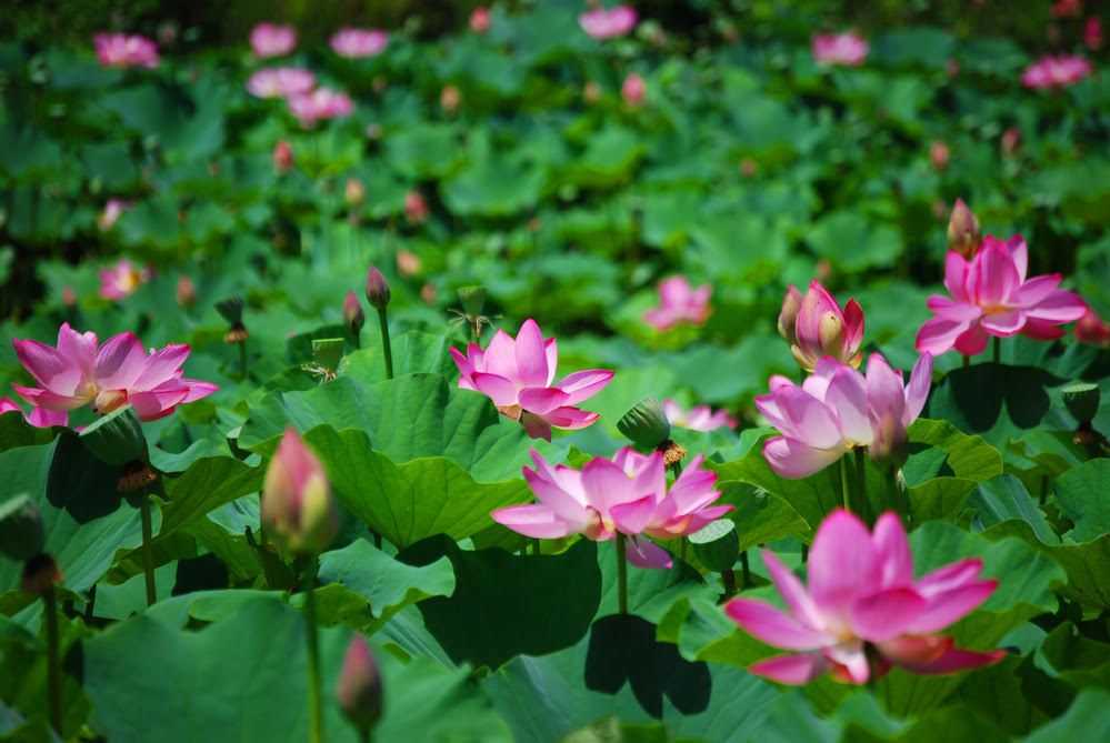 Festival de la flor de loto en Seodong