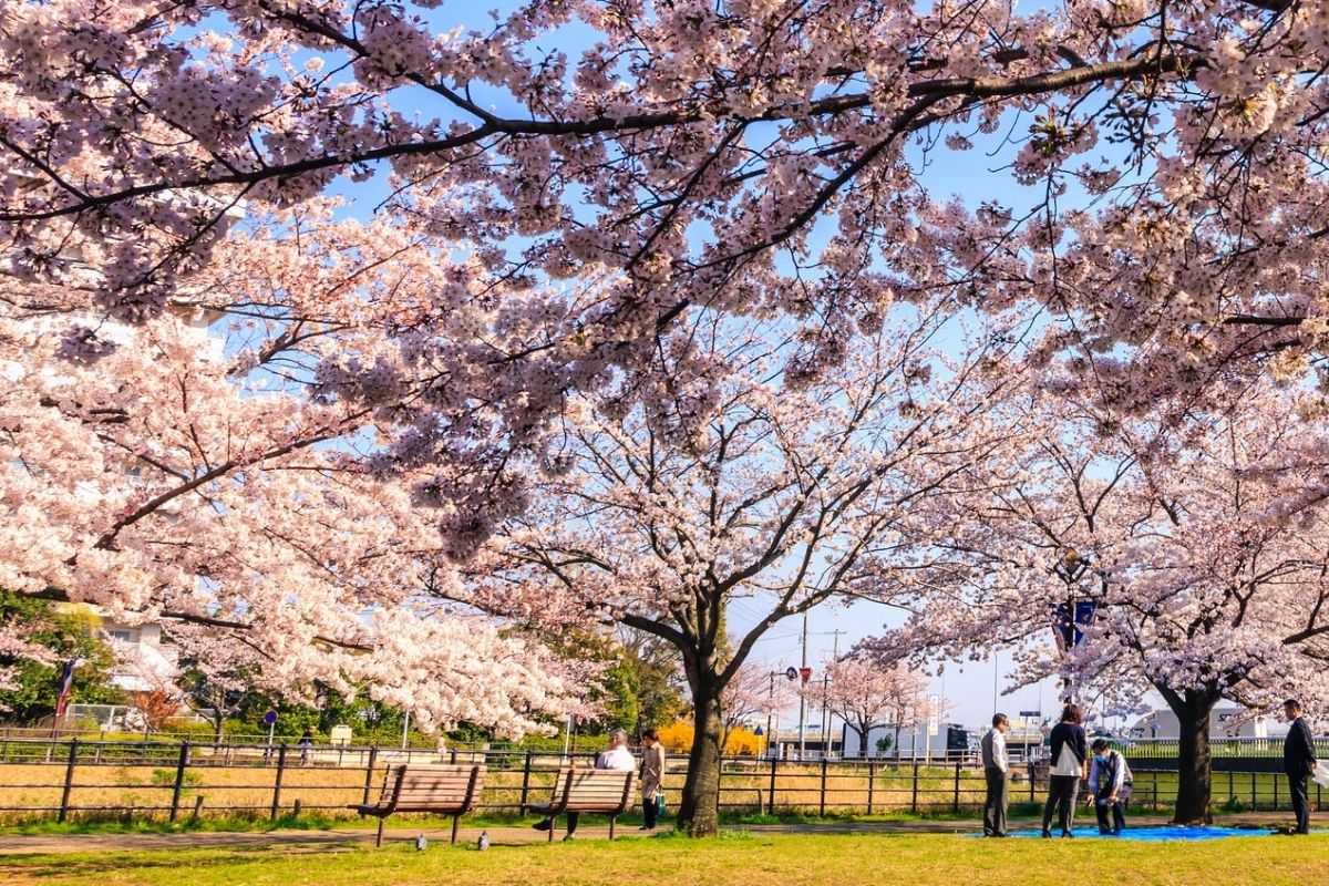 Hanami virtual: visita los cerezos de Japón sin salir de casa