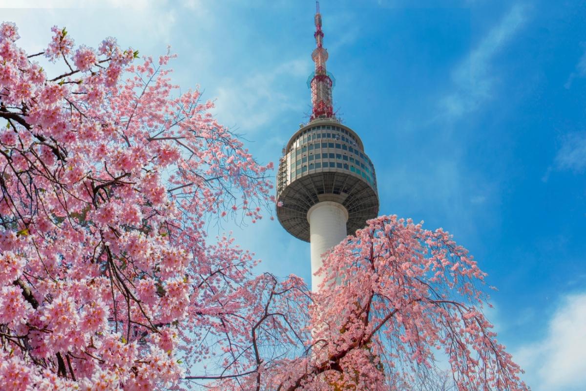 5 lugares para ver las flores de cerezo en Corea del Sur