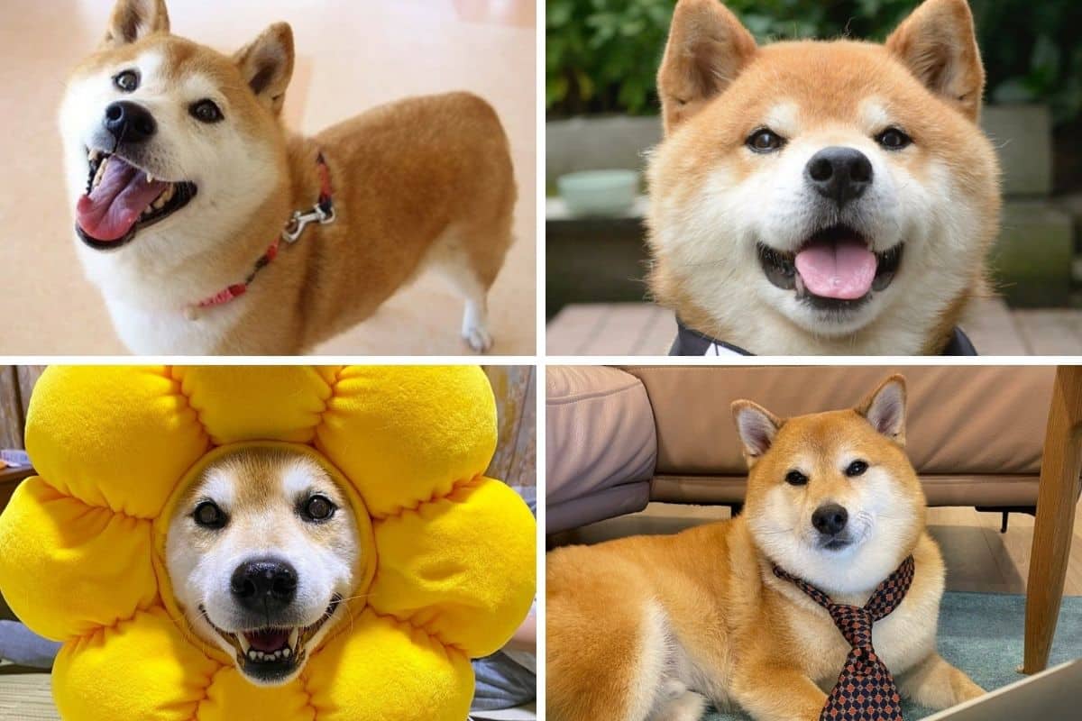 5 perritos shiba inu que conquistaron el internet