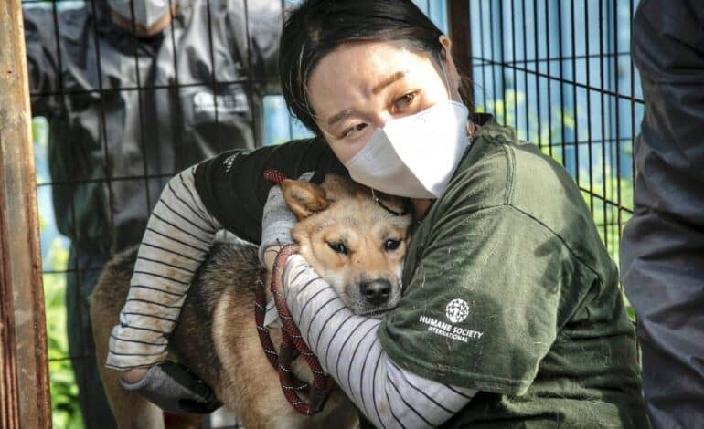 ¿Corea del Sur realmente prohibirá el consumo de carne de perro? Te contamos los detalles