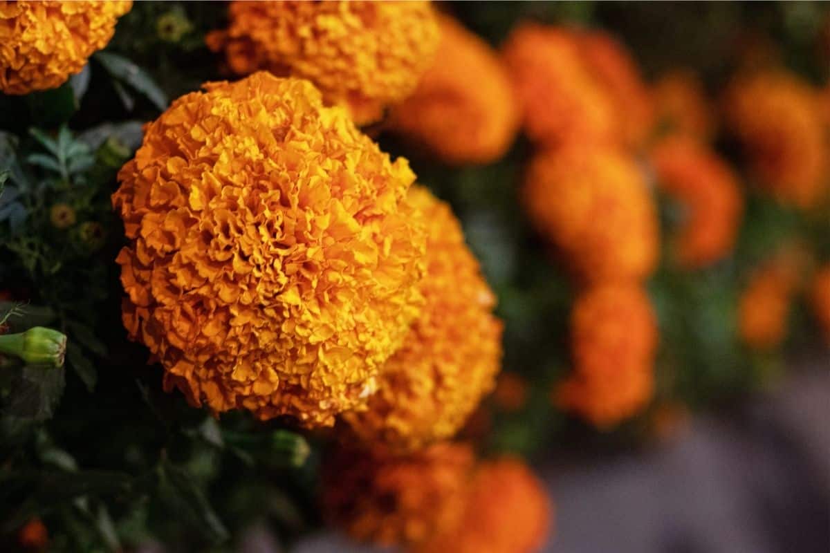 La flor de cempasúchil es popular en Vietnam y la usan en fiestas  tradicionales! Te explicamos por qué - K-magazine