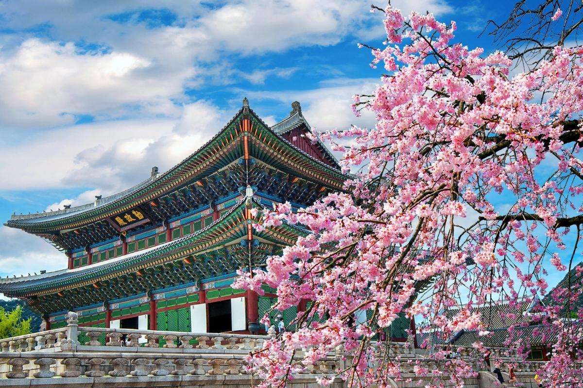 5 actividades de primavera que debes hacer en Corea del Sur