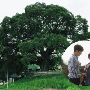 El árbol que salió en ‘Extraordinary Attorney Woo’ será Monumento Natural de Corea