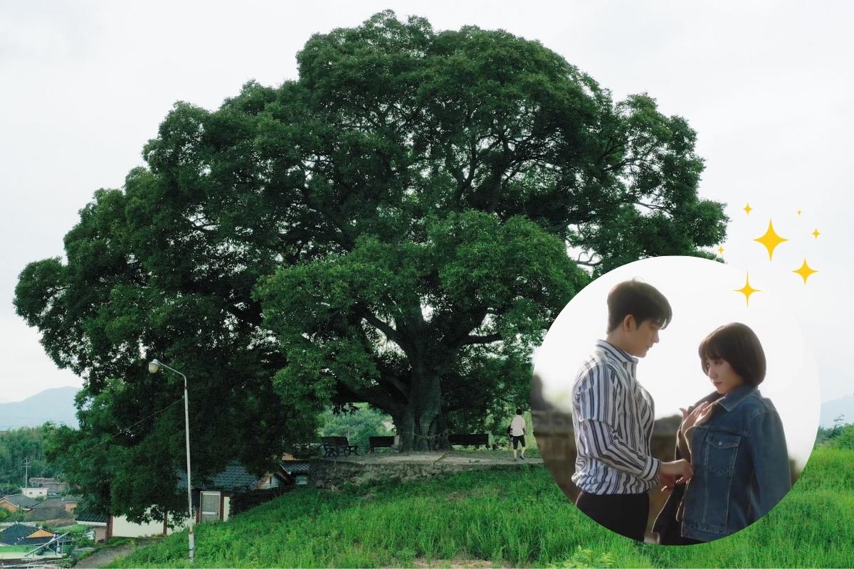 El árbol que salió en 'Extraordinary Attorney Woo' será Monumento Natural  de Corea - K-magazine